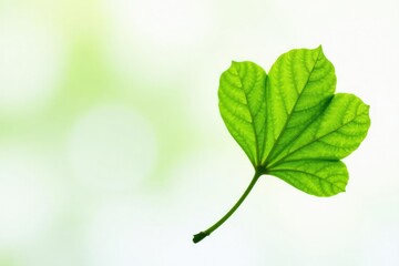 Ginkgo tree with single leaf on white background, foliage, green