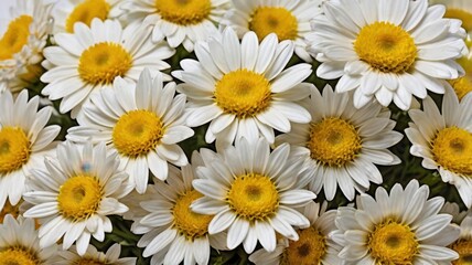 Fototapeta premium Close Up of a Vibrant Cluster of White and Yellow Daisies With Detailed Petals And Golden Centers On Bright Isolated Background