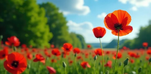 Obraz premium Lush red poppy blooms against a backdrop of green trees and blue sky, foliage, garden, blue