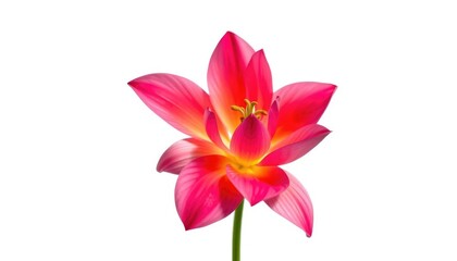 Fototapeta premium A single vibrant bloom, petals unfurled, set against pure white, background, nature
