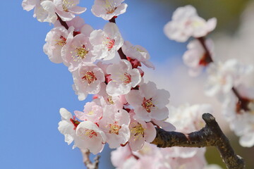 梅の花（薄色縮緬）