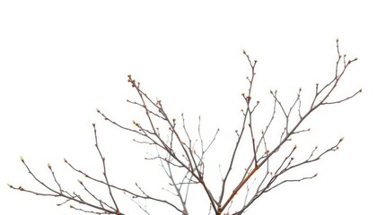 Obraz premium Delicate, bare branches isolated against a pure white backdrop, line, stock photo