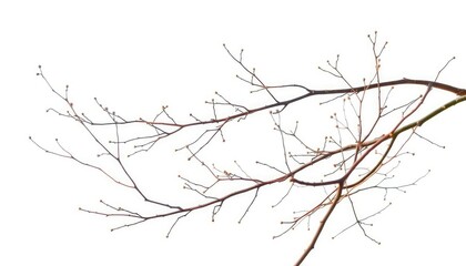 Delicate, bare branches isolated against a pure white backdrop, cold,  clean