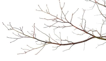 Obraz premium Isolated bare branches against pure white backdrop, intricate detail visible, minimalist, macro