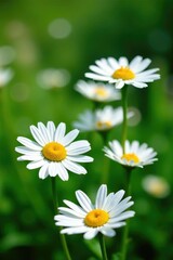 Fresh daisy flowers blooming in a lush green garden with bell-shaped blooms and delicate petals, greenery, gardening
