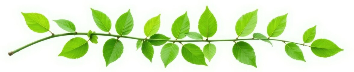 Fresh green leafy branch isolated on white background, organic, foliage