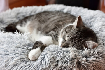 getigerte Katze, Stubentiger schl&auml;ft in Ruhe im Kissen