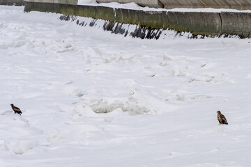 Drift ice in Hokkaido Japan