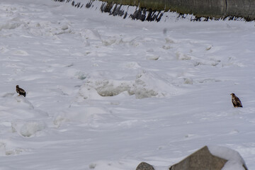 Drift ice in Hokkaido Japan © 善弘 石垣