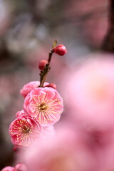 初春の梅