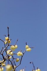 初春のロウバイ