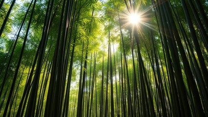 Fototapeta premium Bamboo forest with sun rays filtering through green leaves, bamboo forest, vertical forest