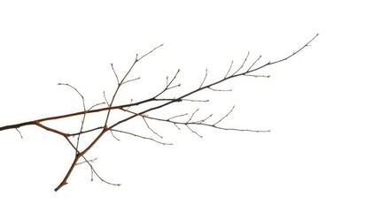 Fototapeta premium Delicate, bare branches isolated against a pure white backdrop, monochrome, art
