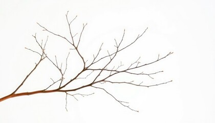 Obraz premium Delicate, bare branches splayed against a pure white backdrop, minimalist, macro