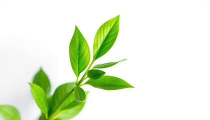Single vibrant green plant, isolated on pure white, sprout, chlorophyll