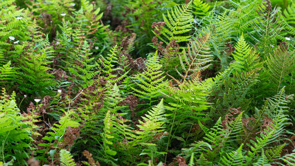 Green leaves of ornamental plants