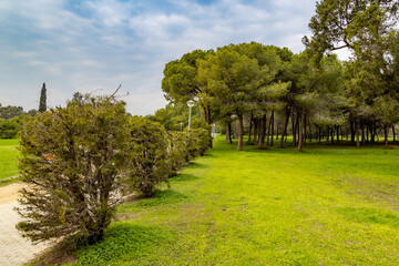 Bright green lawn with pinus trees in the back in the park . Salt Lake, Mediterranean, Ayia Napa, Cyprus.
