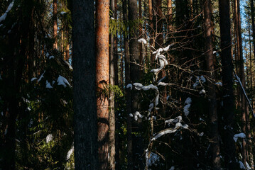 Sunlight in the spring