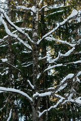 Sunlight in the spring