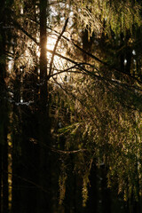 Sunlight in the spring