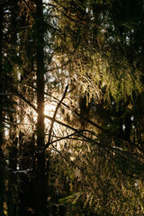 Sunlight in the spring
