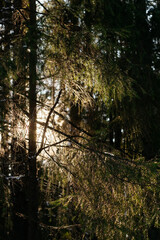 Sunlight in the spring