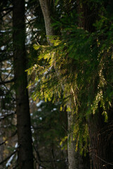 Sunlight in the spring