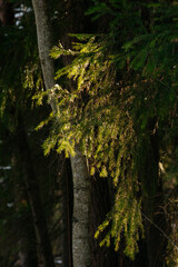 Sunlight in the spring