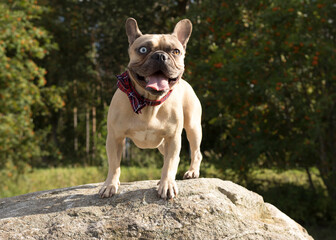 Buldog francuski pozuje do zdjęcia na skale. Z tyłu psa las. Postawna rasa psa. © Kamila