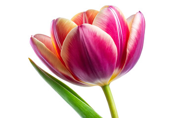 Naklejka premium detailed tulip flower image isolated on white