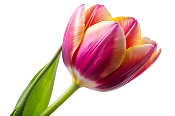 Fototapeta premium detailed tulip flower image isolated on white