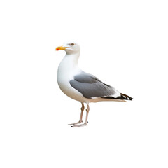 Obraz premium Elegant Seagull Standing on One Leg with Coastal Background