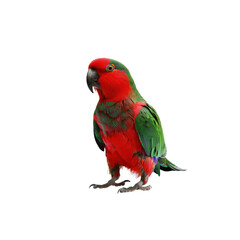 Obraz premium Colorful Parrot with Green and Red Feathers on White Background