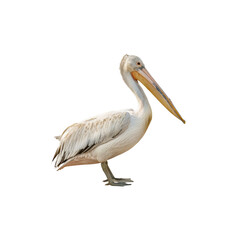 Obraz premium Majestic Pelican Standing Gracefully on Soft White Sand Beach