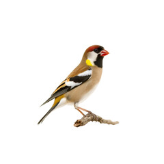 Fototapeta premium Colorful Goldfinch Perched on Branch Against White Background