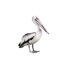 Elegant Pelican Standing by the Shore with a Graceful Posture