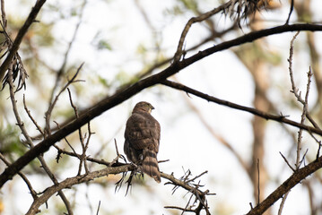 The majestic Besra rest on a bare branch. The background is blurred , emphasizing the birds texture in detail.