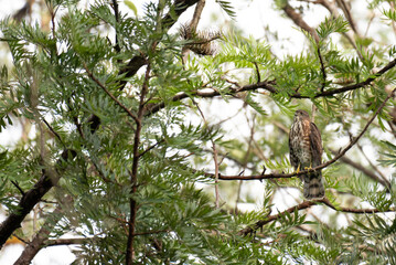 The majestic Besra rest on a bare branch. The background is blurred , emphasizing the birds texture in detail.