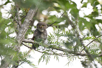 The cute forest owl perched on a tree branch with surroundings branches, leaves and tree. The backdrop is blurred.