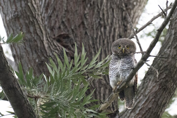 The cute forest owl perched on a tree branch with surroundings branches, leaves and tree. The backdrop is blurred.