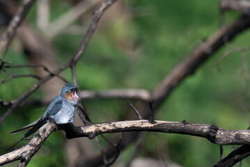 The beautiful, vibrant Crested treeswift perched on a weathered branch with fully open mouth. The...