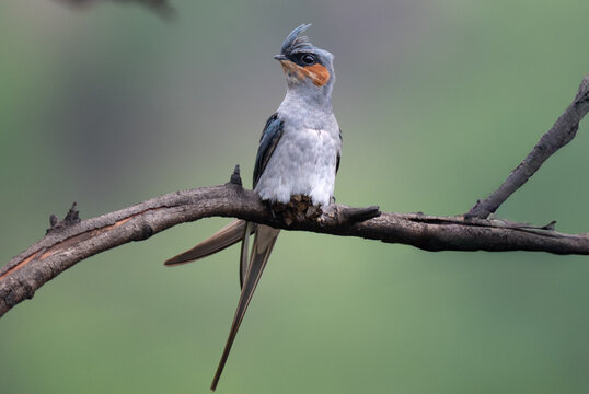 The beautiful, vibrant Crested treeswift perched on a weathered branch. The birds light gray plumage in details, highlighting its prominent crest, orange throat and dark eye. The backdrop is blurred.