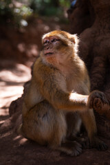 Macaque monkey in the forest, Morocco.