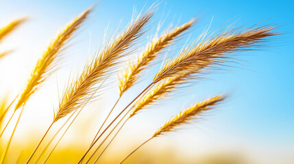 Fototapeta premium A serene image of golden grass swaying gently against a clear blue sky, embodying the beauty of nature and tranquility.
