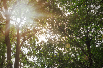 Greenery in forest or park with sun lights. Forest with dense greenery tall trees.
