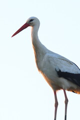 la signora della sera