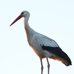 la signora della sera