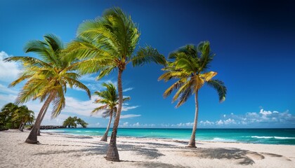 palm trees on the beach