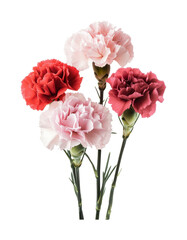Obraz premium Vibrant arrangement of colorful carnations for decorative purposes in a floral display or gift setting, cut out