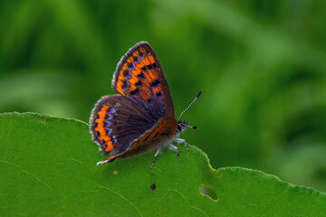 Lycaena helle, Blauschillernder Feuerfalter, DE, NRW, Lewertbachtal, Eifel, 2024/05/25 14:58:49